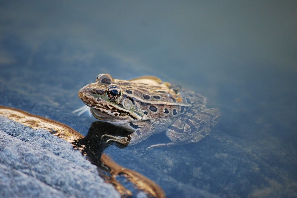 Restoring Habitats for Rare Desert Frogs