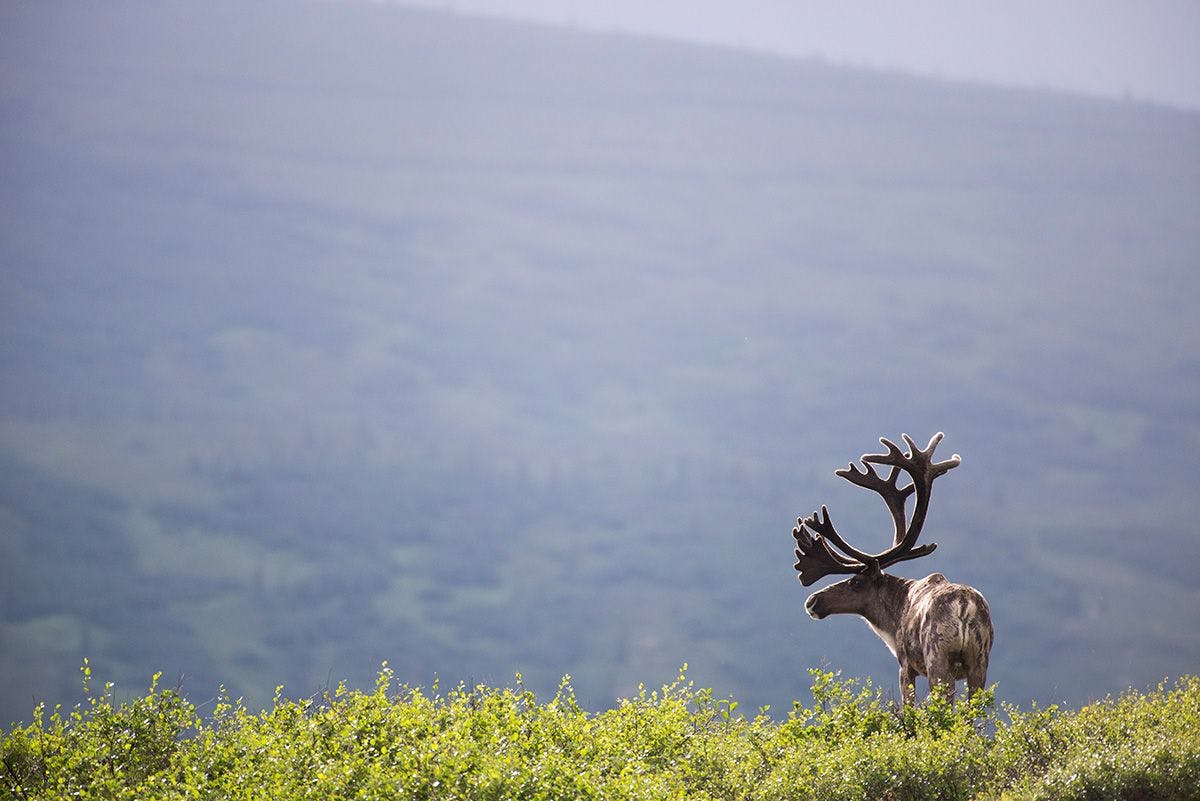 Researching Denali’s Caribou & Wolf Population