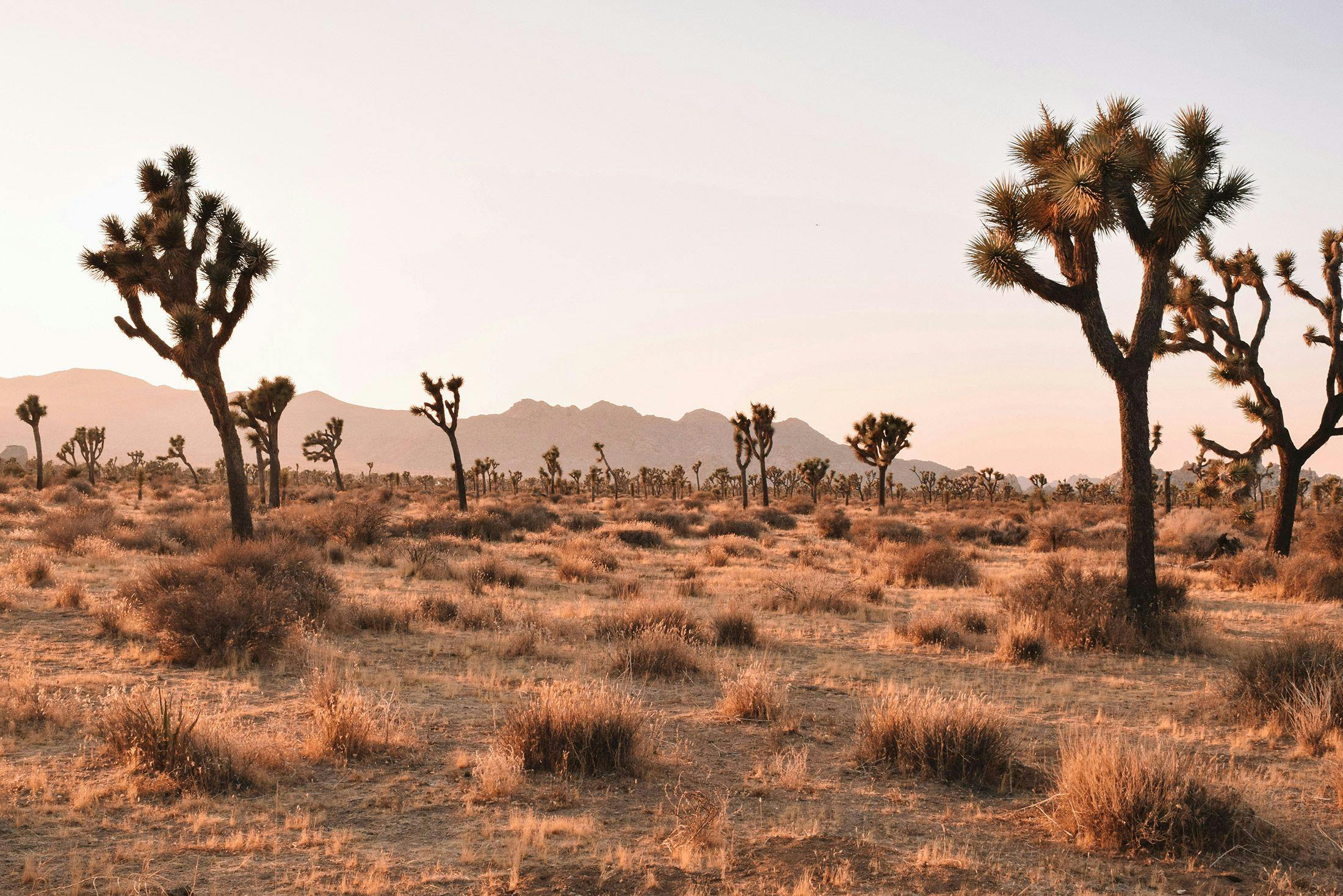 Joshua Tree National Park